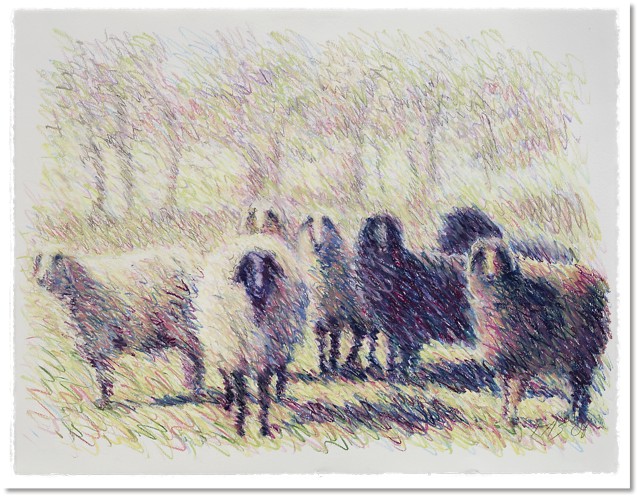Sheep Series 6