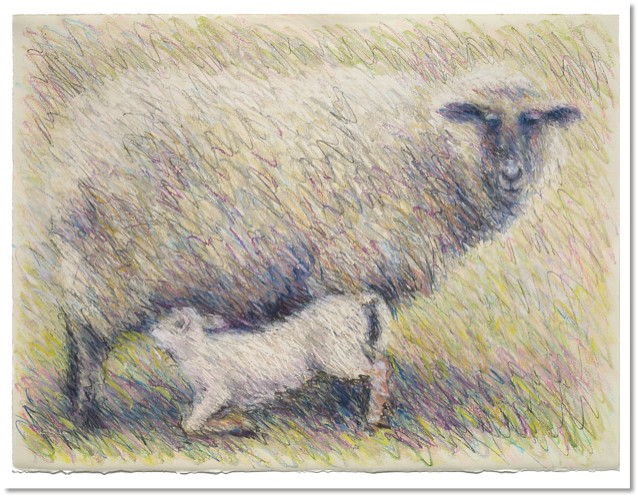 Sheep Series 7