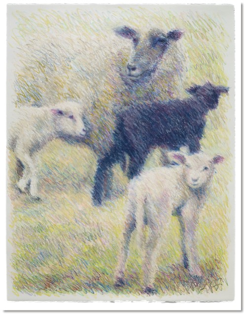 Sheep Series IV