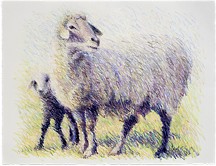 Sheep Series 3