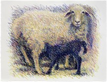 Sheep Series - 4