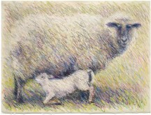Sheep Series 7