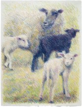 Sheep Series IV